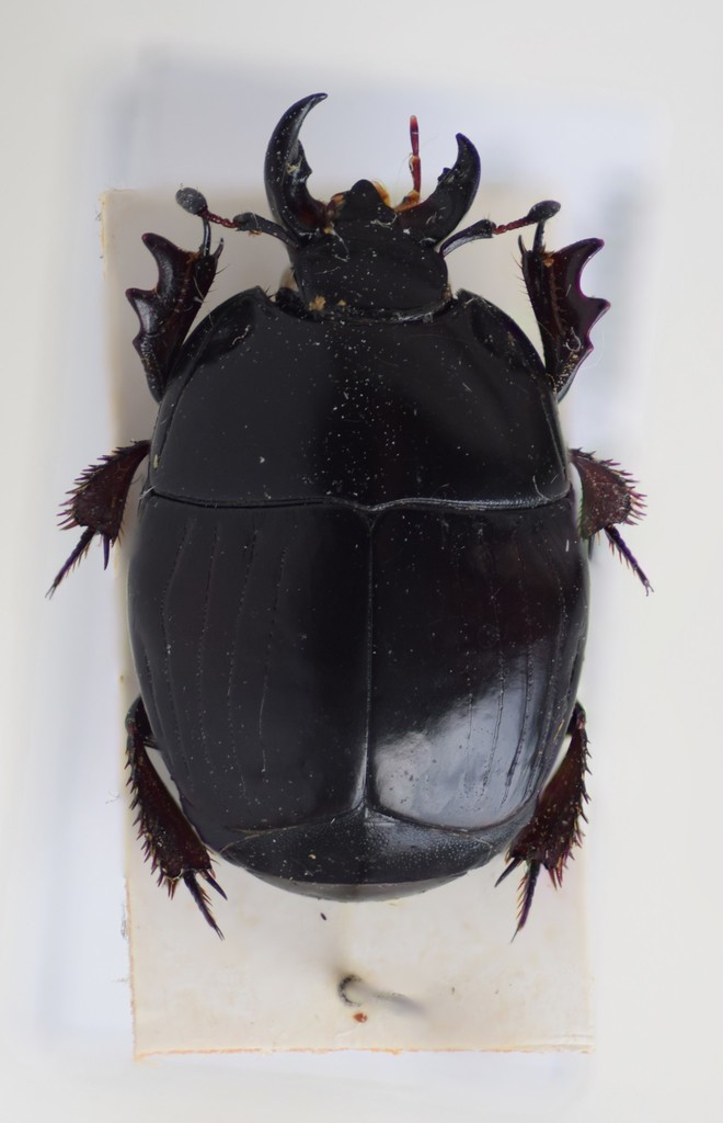 Pachylister