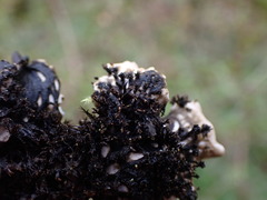 Peltigera neckeri