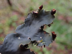 Peltigera neckeri