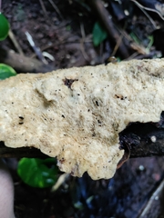 Earliella
