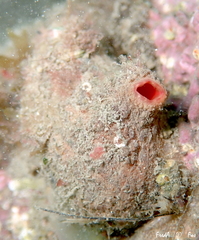 Microcosmus polymorphus