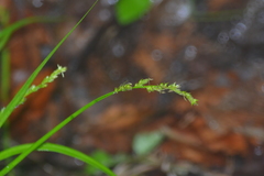 Stellulatae