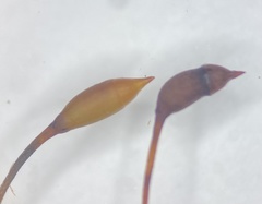 Sciuro-hypnum plumosum