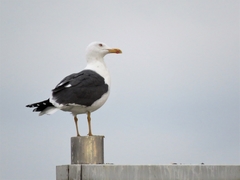 Larus fuscus