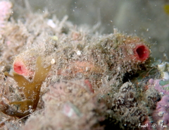 Microcosmus polymorphus