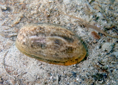 Bulla striata