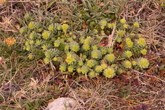 Euphorbia portlandica