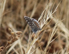 Euphilotes bernardino