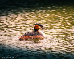 Podiceps cristatus
