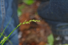 Stellulatae