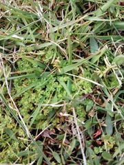 Alchemilla australis