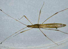 Neoneides muticus