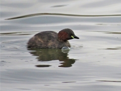 Tachybaptus ruficollis