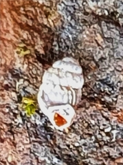 Vertigo pygmaea
