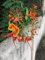 Caesalpinia pulcherrima