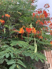 Caesalpinia pulcherrima
