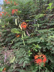 Caesalpinia pulcherrima
