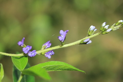 Otholobium mexicanum