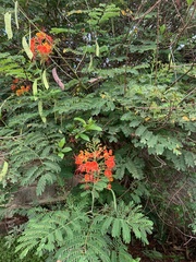 Caesalpinia pulcherrima