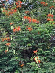 Caesalpinia pulcherrima