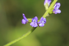 Otholobium mexicanum