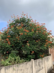 Caesalpinia pulcherrima