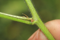 Otholobium mexicanum