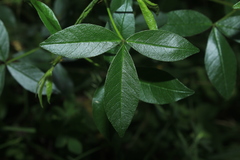 Otholobium mexicanum