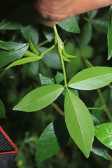 Otholobium mexicanum