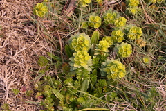 Euphorbia portlandica
