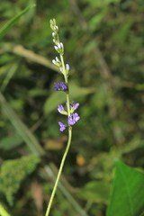 Otholobium mexicanum