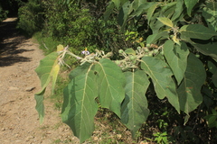 Solanum dolichosepalum