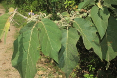 Solanum dolichosepalum