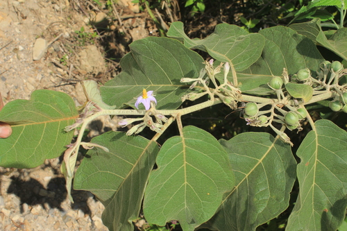 Solanum dolichosepalum