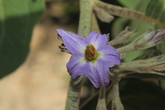 Solanum dolichosepalum