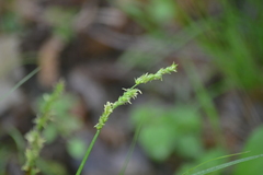 Stellulatae