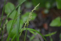 Stellulatae