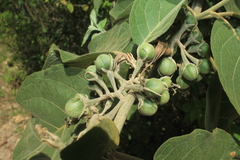 Solanum dolichosepalum