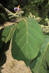 Solanum dolichosepalum