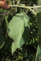 Solanum dolichosepalum