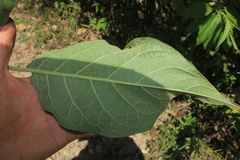 Solanum dolichosepalum