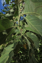 Solanum dolichosepalum