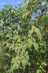Solanum dolichosepalum
