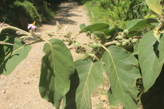 Solanum dolichosepalum