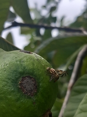 Anastrepha
