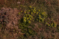 Euphorbia portlandica
