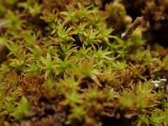 Zygodon viridissimus