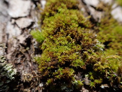 Zygodon viridissimus