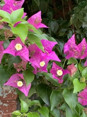 Bougainvillea