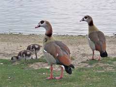 Alopochen aegyptiaca